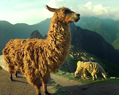Machu Picchu Animals